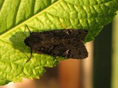 Stort lyngheifly (Aporophyla nigra)