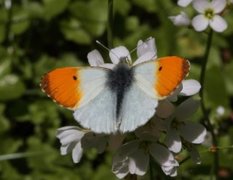 Aurorasommerfugl (Anthocharis cardamines)