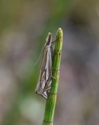 Tannebbmott (Crambus pratella)