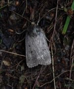 Grått pyramidefly (Amphipyra tragopoginis)