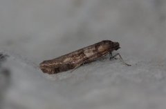 Vårvikler (Tortricodes alternella)