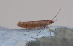 Ypsolopha ustella