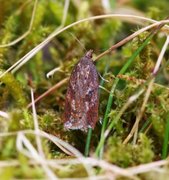 Kystflatvikler (Acleris hyemana)