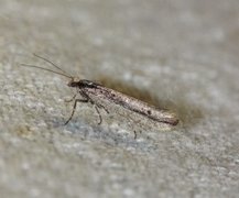 Ypsolopha ustella