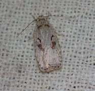 Agonopterix ocellana