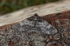 Båndbarkmåler (Cleora cinctaria)