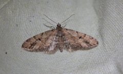 Spissvingedvergmåler (Eupithecia lanceata)