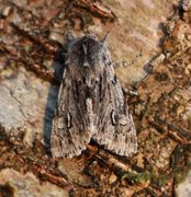 Vårlurvefly (Brachionycha nubeculosa)