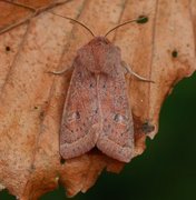 Punktseljefly (Orthosia gracilis)