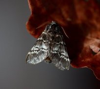 Lys eiketannspinner (Drymonia ruficornis)