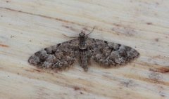 Spissvingedvergmåler (Eupithecia lanceata)