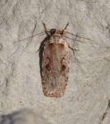 Agonopterix ocellana