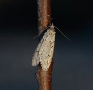 Vårdorskmøll (Diurnea fagella)