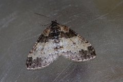 Ospetungemåler (Lobophora halterata)