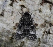 Ospekveldfly (Acronicta megacephala)