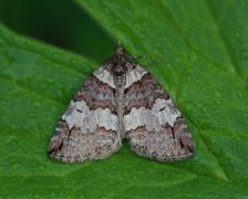 Rustbuskmåler (Hydriomena ruberata)