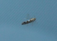 Phyllonorycter strigulatella