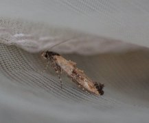 Vårtannmøll (Epermenia chaerophyllella)