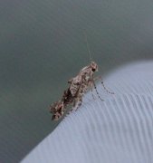 Vårtannmøll (Epermenia chaerophyllella)