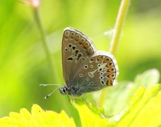 Brun blåvinge (Aricia eumedon)