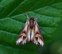 Tannet perikumfly (Actinotia polyodon)