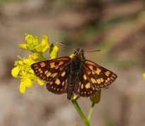 Gulflekksmyger (Carterocephalus palaemon)