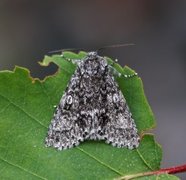 Ospekveldfly (Acronicta megacephala)