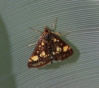 Mynteengmott (Pyrausta aurata)