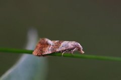 Rosa gullrispraktvikler (Cochylidia subroseana)