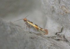 Argyresthia pygmaeella