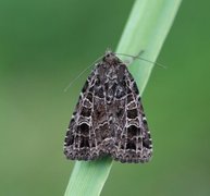 Nettfly (Naenia typica)