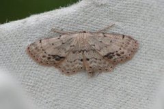 Flekkengmåler (Idaea dimidiata)