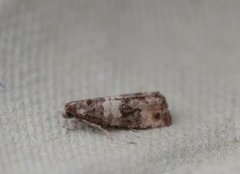 Furublomstvikler (Piniphila bifasciana)