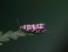 Stripet grankveldvikler (Epinotia tedella)