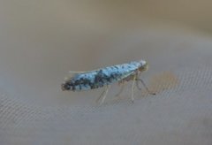 Argyresthia retinella