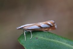 Treflekket nebbmott (Catoptria permutatellus)
