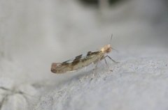 Argyresthia pygmaeella