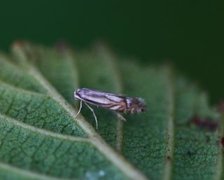 Phyllonorycter rajella