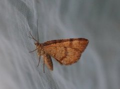 Brun buemåler (Macaria brunneata)