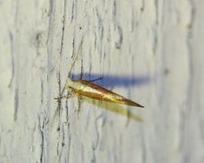 Argyresthia albistria