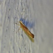 Argyresthia albistria