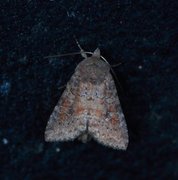 Rødlig løvfly (Parastichtis suspecta)