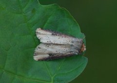 Dobbeltpunktfly (Axylia putris)