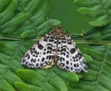 Flekkmåler (Arichanna melanaria)