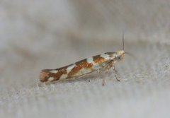 Oreblomstmøll (Argyresthia goedartella)