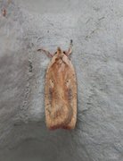 Agonopterix nervosa