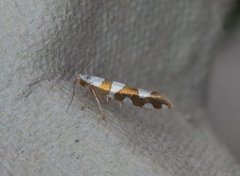 Argyresthia brockeella