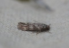 Furuskuddmøll (Exoteleia dodecella)