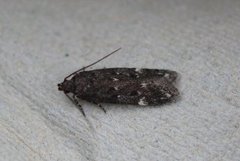 Neofriseria peliella