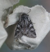 Smellefjellfly (Lasionycta proxima)